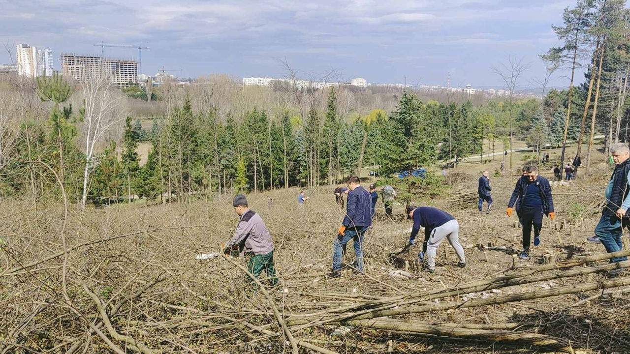 Curățare terenuri / pregătire pentru construcții, vânzare, etc.