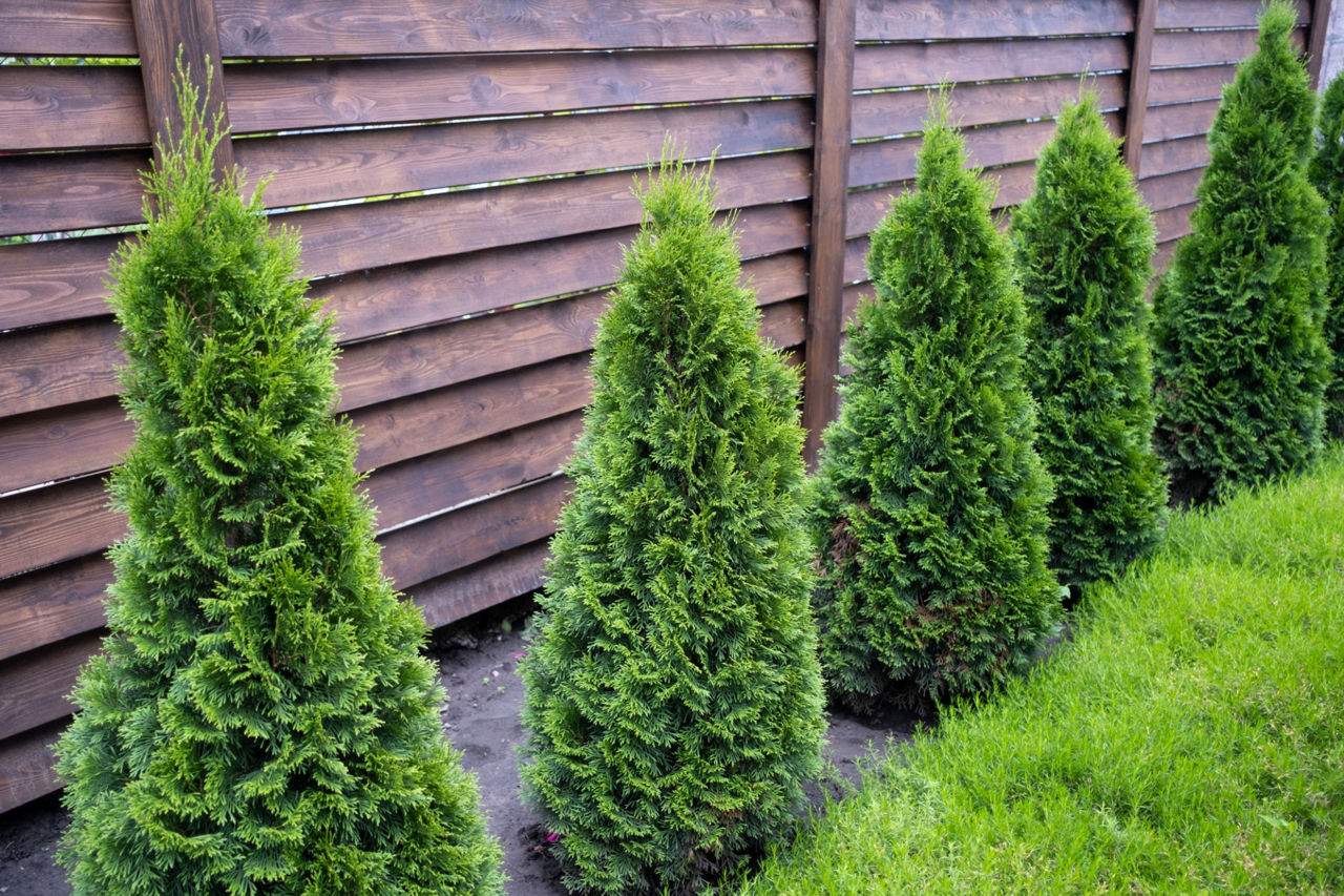Curatenie in grădină,,plantare copaci,tuns iarba, semanat,sapat
