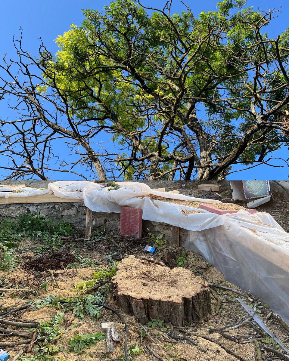 Tăiere profesională a copacilor în toată Moldova – rapid și sigur!