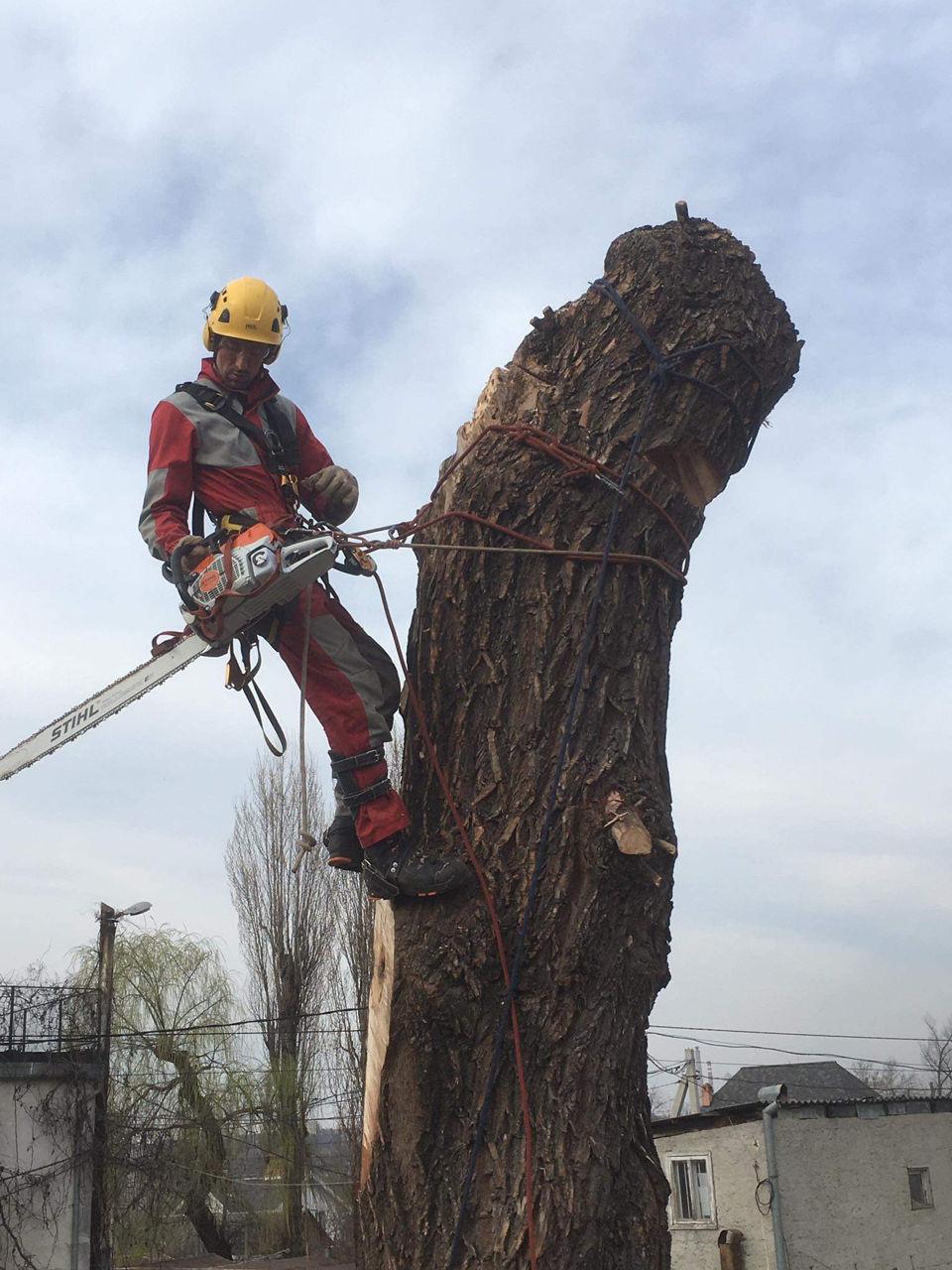 Tăierea copacilor avariați, Defrisare arbori